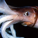 Illustration for article titled Giant Squids Invade The Dead Zones Of California